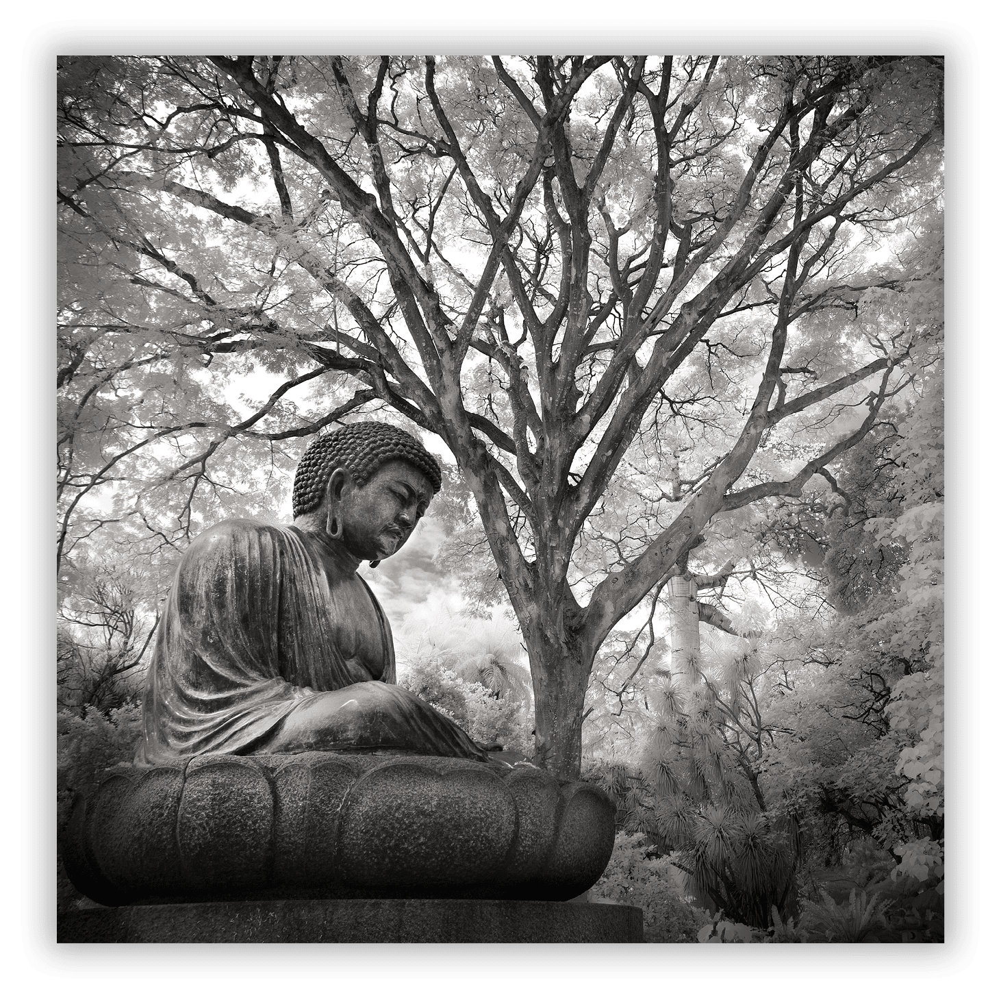 Foster Botanical Garden, Honolulu