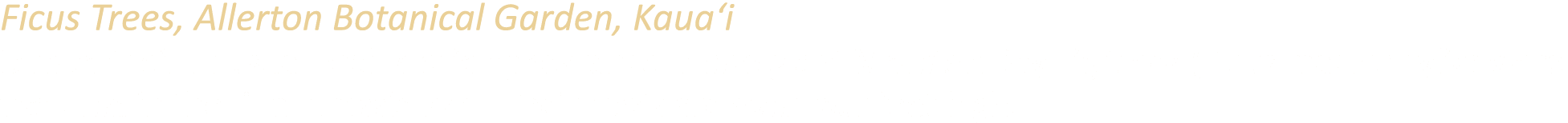 Ficus Trees, Allerton Botanical Garden, Kaua‘i Due to their unusual prehistoric appearance, these giant Moreton Bay F...