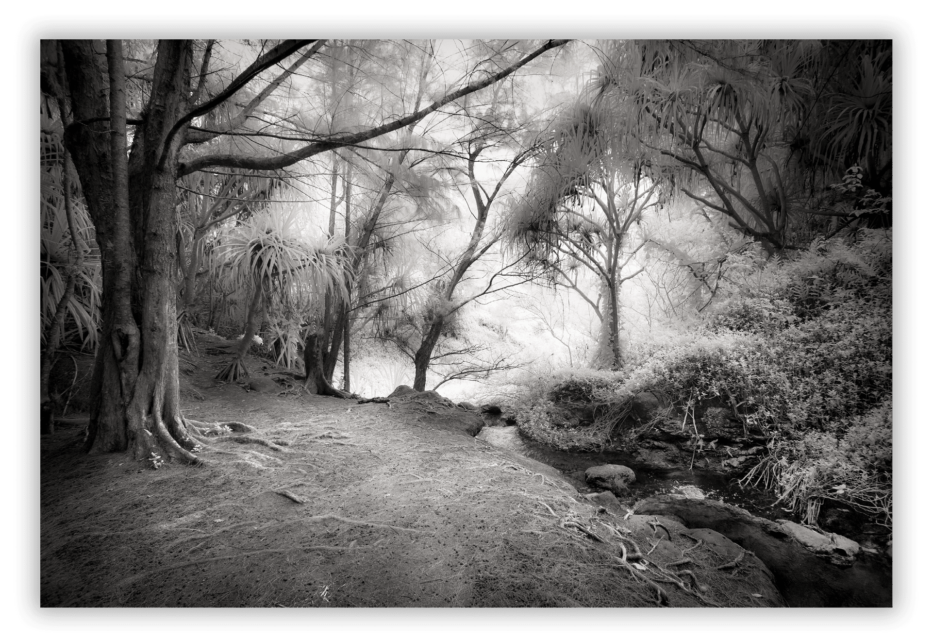 On the trail to Queen Emma's Bath