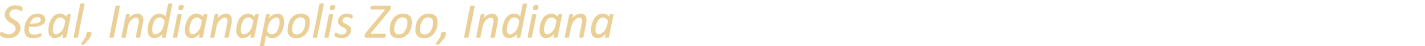 Seal, Indianapolis Zoo, Indiana