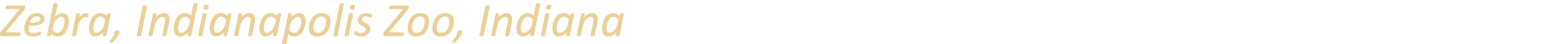 Zebra, Indianapolis Zoo, Indiana