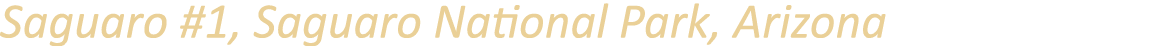 Saguaro #1, Saguaro National Park, Arizona