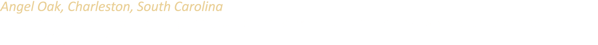 Angel Oak, Charleston, South Carolina Sometimes called the oldest living thing east of the Rocky Mountains, this live...