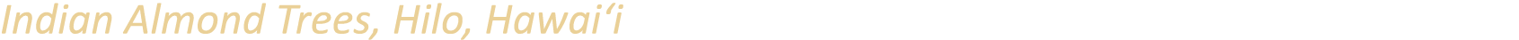 Indian Almond Trees, Hilo, Hawai‘i