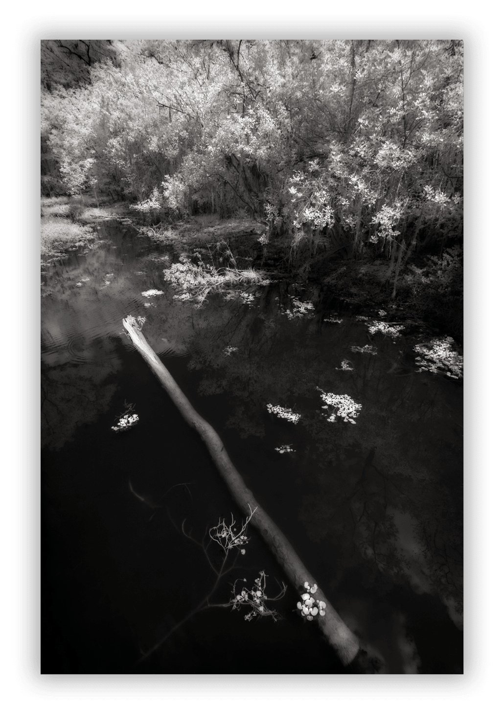 Big Cyprus Swamp, Florida