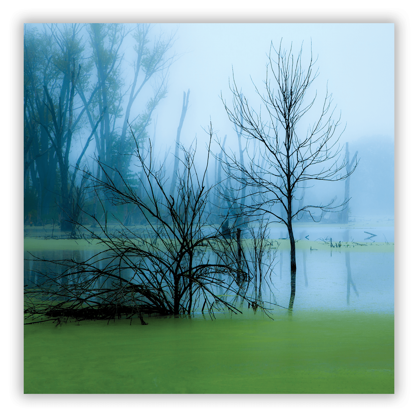 Swamp near Indiana Dunes National Lakeshore