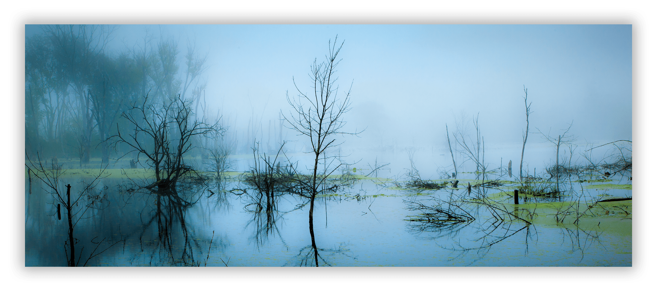 Swamp near Indiana Dunes National Lakeshore