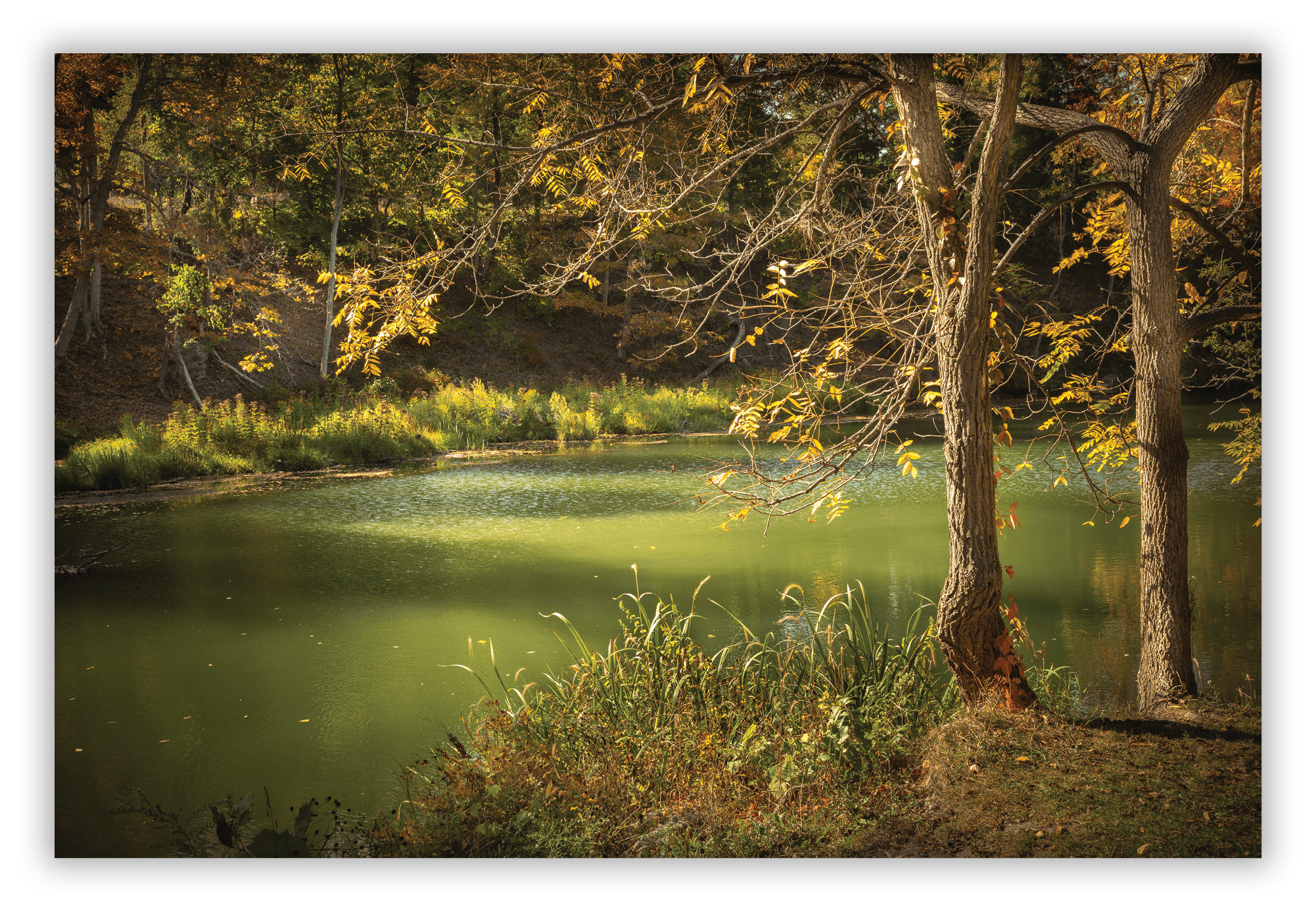 Mulholland Wildflower Preserve, Ithaca